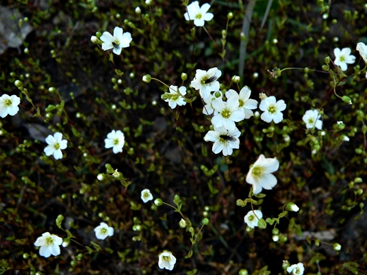 {Mononeuria uniflora}